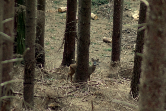 drevorubač za stromom
