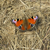babôčka
