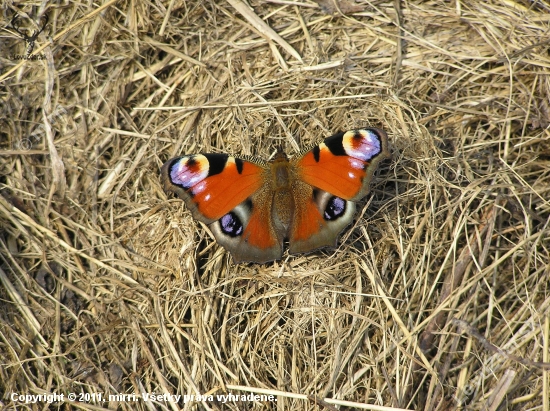 babôčka