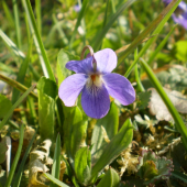 fialka