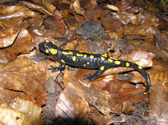salamandra