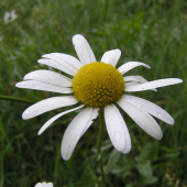 margaréta