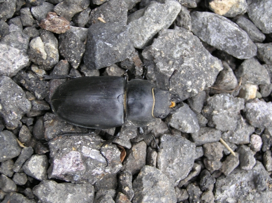 ďalší neznámy chrobák