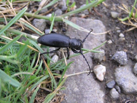 ďalší chrobák, tiež neviem aký