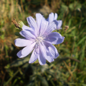čakanka