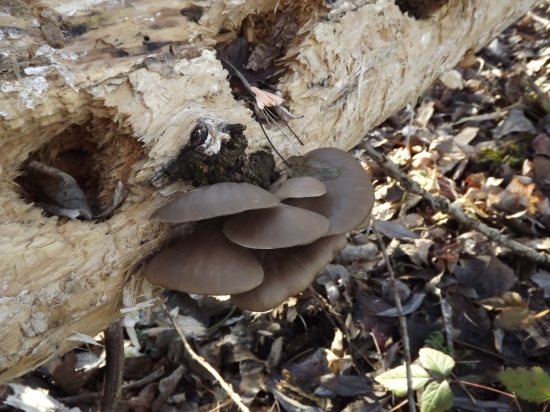 O raňajky bolo dnes postarané!!!