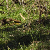 A ja sa ti aj tak schovám!!!