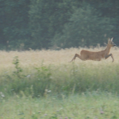 skok sem, skok tam... a uz ma niet...