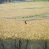 co pozeras ??? tieto cerealie mi chutia najviac ...