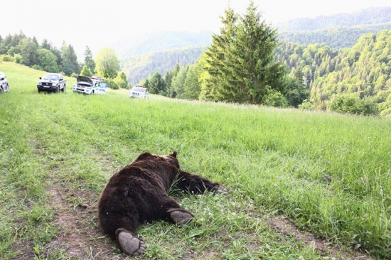 MEDVED uloveny pytliakom