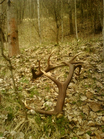 škoda, že nie sú moje