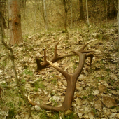 škoda, že nie sú moje