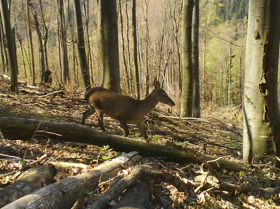 bambi