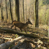 bambi