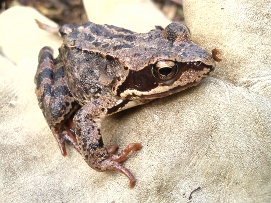 princezná to nebola :D