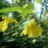 netýkavka