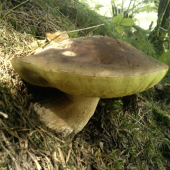 tučniak