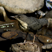 vodnár potočný mláďa