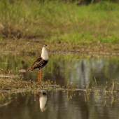 pobrežník bojovný
