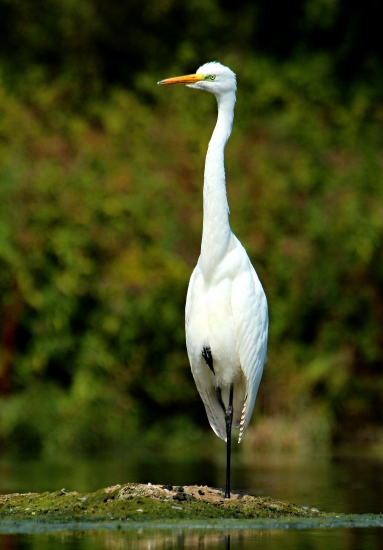 volavka