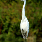 volavka