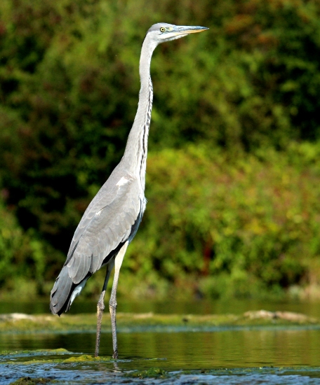 volavka
