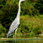 volavka