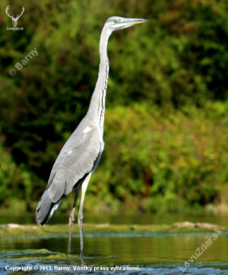 volavka