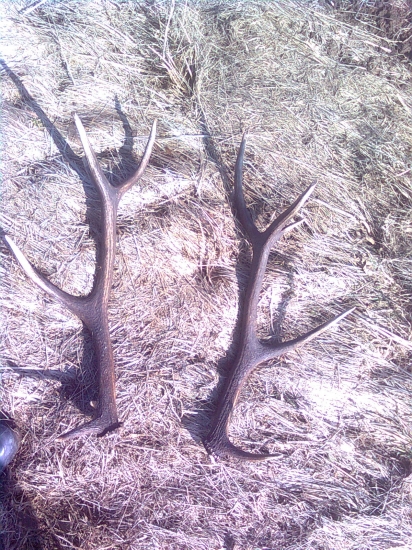 prvý tohoročný pár