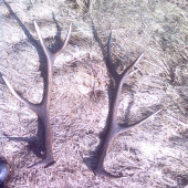 prvý tohoročný pár