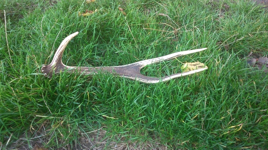 Raritka z PZ Líška