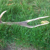 Raritka z PZ Líška