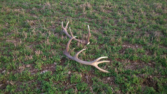 Môj prvý tohoročný pár--takto som ich našiel