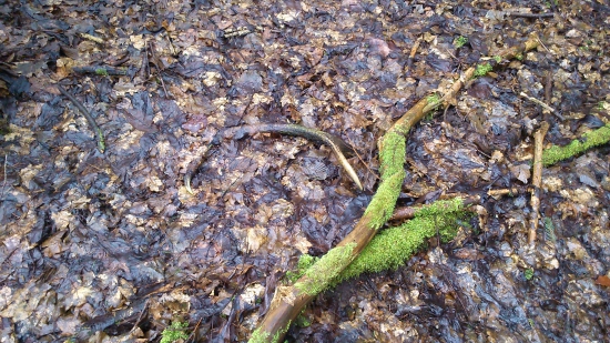 šesťák..... od roka