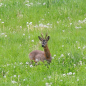 v šírom poli....srnček stojí :)