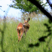 na lúke pri lesíku :)