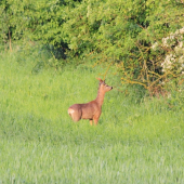 na podvečernej paši :)