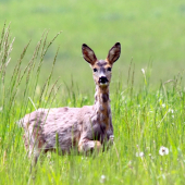 ranné prekvapenie :)