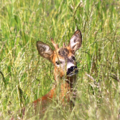 ...snídaně v trávě... :)
