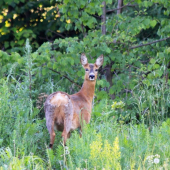 na podvečernej prechádzke :)