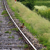 skoro mal po chvoste...ale uskočil :)