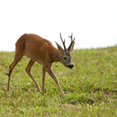 ja už nevládzem...