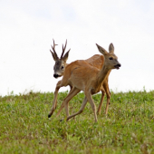 Veď ma už počkááááááj.....
