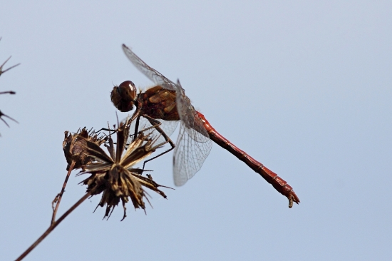 Vážka pri Váhu...