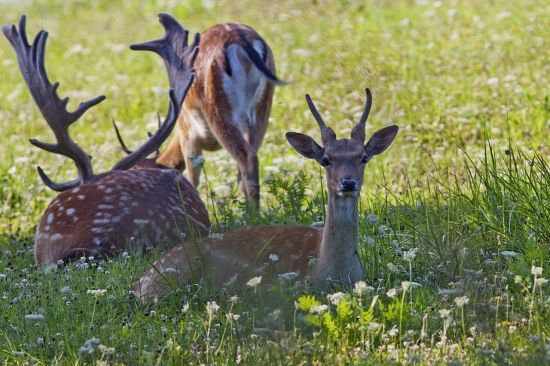 A tento ma zbadal...