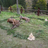 Ulovená zver si zaslúži primeranú úctu