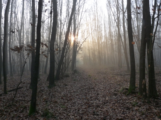 Jesenné ráno v revíri