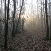 Jesenné ráno v revíri