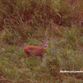 Návšteva pod posedom