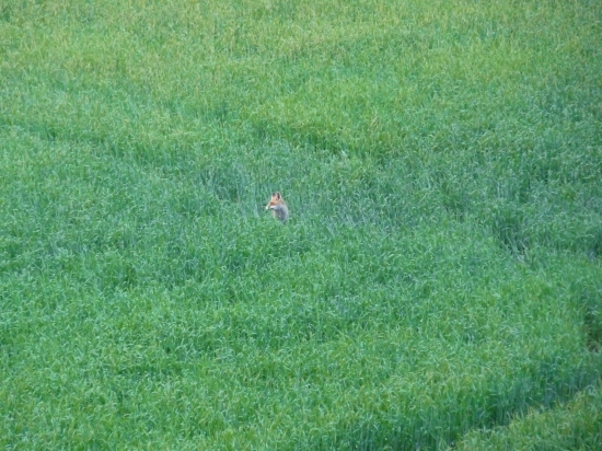 Líštička-kmotrička